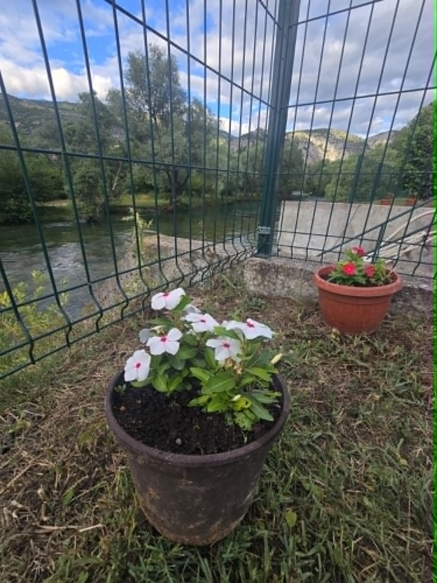Cvijeće uz Bunu